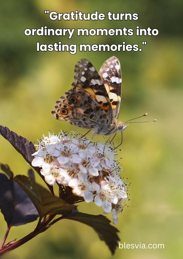 Best Gratitude Quotes blesvia