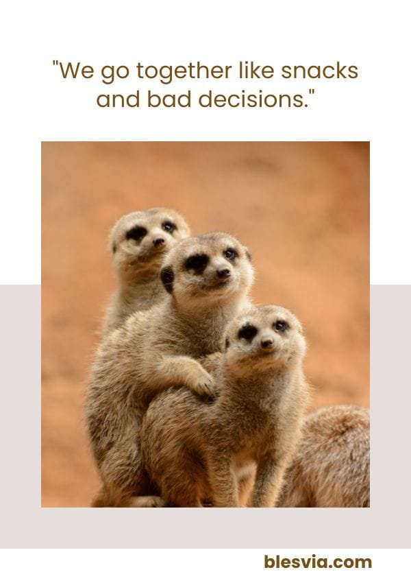 Funny Friendship Quotes to Make Them Laugh blesvia